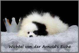 Pomeranian Rüde Wichtel von der Arnold's Eiche.