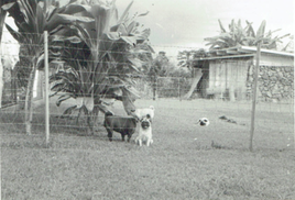 Amy Greenwell 1950s pugs