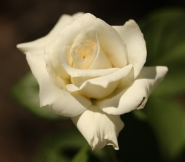 Rose Papst Johannes Paul II