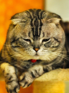 Scottish Fold, Faltohrkatze