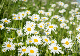 Naturapotheke, TCM Ernährung, Heilkräuter, Workshops, ätherische Öle, Bachblüten