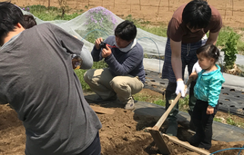 有機無農薬野菜の農業体験。オーガニックトマトの苗植え体験。