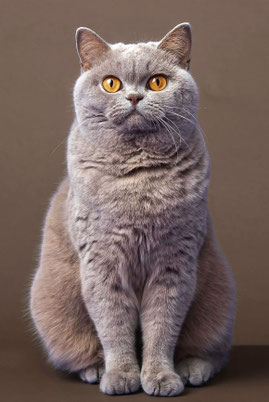 Lilac Brits Korthaar poes Caitlin – dochter van Dancing Queen uit het C‑nest – Cattery My‑O‑My Apeldoorn