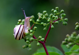 Gartenschnirgelschnecke / Schnirgelschnecken sind mäßig schlimm und zählen eher zu den Lästlingen