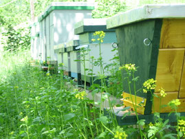 Im Vordergrund: Top-bar-hive Beute