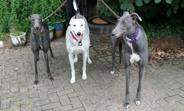 L -R Lilly, Gizmo and Aurora