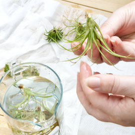 How To Revive Air Plants, from watering to trimming by PASiNGA blog