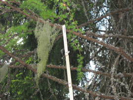 © Johannes Bradtka:  Usnea dasyoga