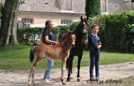 Mowgli Dream d'Extra, Etalon PFS, conservé à l'élevage