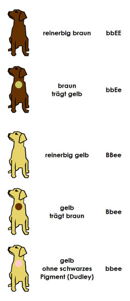 Farbvererbung Labrador - Labradorwelpen vom Schaphausen