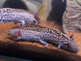 21.04.13 Minimi hat sich super entwickelt