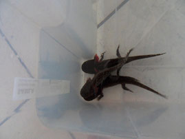 28.12.12 nach Ankunft - man sieht deutlich wie klein der eine ist.