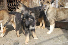 Wolli (likns), dahinter Wölfchen und Odi (rechts)