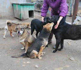 Maltscho, Masha, Marvin und Schischo