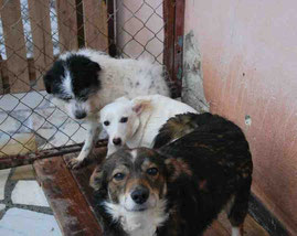 Johny, dahinter Bela und Roshka