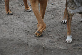 Metchos deformierte Vorderpfote