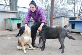 Hunde mit Handicap - Maltscho, Marvin, Schischo