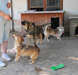 Tobys Schwester Maty, dahinter Romeo, Toby