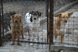 Ida, Erika und Felice sind traurig hinter dem Tierheimzaun