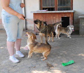 Maty, dahinter Romeo, hinten rechts Toby