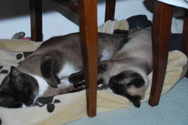 Henry und Lissy kuscheln und schlafen fast immer zusammen