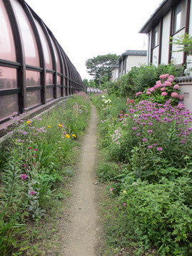 ③そう、ここが知る人ぞ知る【秘密の花園小道】勝手に命名(笑)