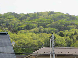 住まいから見える里山の蕃山。若草色に染まる春が過ぎ…