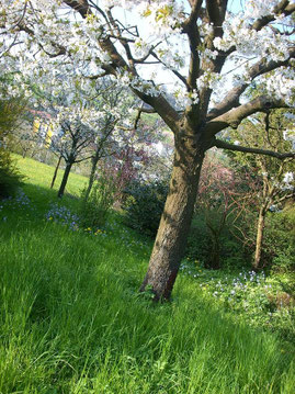 blühender Baum