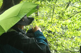 雨の森に光が差す瞬間（縄文杉1泊ガイドツアー）