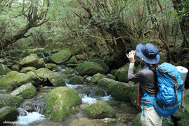 屋久島,宮之浦岳縦走,女性一人旅,もののけの森