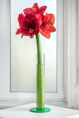 Amaryllis Vase