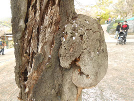 桜樹がゾウさんのような形! 桐生が岡動物園　あおい夢工房　炎と楽園のアート