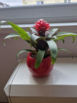 Blumentopf rote Blume