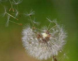 Dandelion seed head blowing in the wind