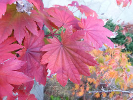  Acer shirasawanum (オオイタヤメイゲツ)