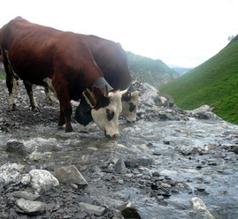 montée à l'alpage