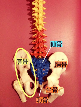 骨盤説明
