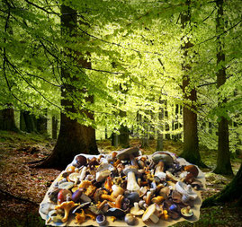 Es lohnt sich, den Wald zu beschützen!