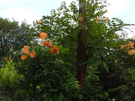 ノウゼンカズラ（凌霄花 、Campsis grandiflora）はノウゼンカズラ科の落葉性のつる性木本 。