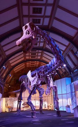 © Trustees of the Natural History Museum, London ※写真はロンドンでの展示の様子です