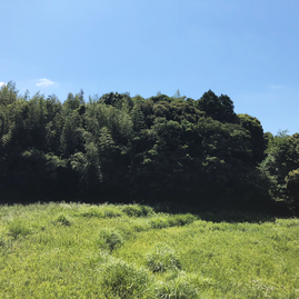 早良親王の墓(天皇の森)の写真