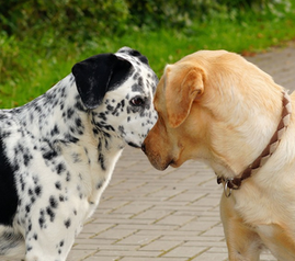 他の犬と上手く遊べないポメラニアンも多くいる〈その原因は？〉