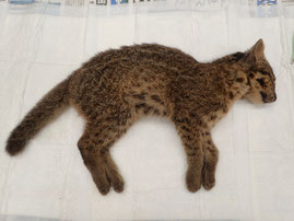 死亡したイリオモテヤマネコ。4日に発見された(環境省西表野生生物保護センター提供)