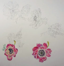 Anemones (Pencil drawing,Watercolor painting,dessin)
