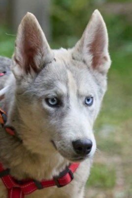 Rada, Weibchen, geb. 3.25, Mischling, grau-weiß, wird ca 50-55 cm groß