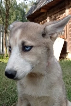 Malaika, Weibchen, geb. 3.25, Husky-Mischling, grau-weiß, wird ca 50-55 cm groß