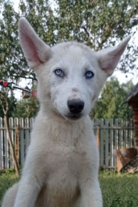 Sumi, Weibchen, geb. 3.25, Husky-Mischling, grau-weiß, wird ca 50-55 cm groß