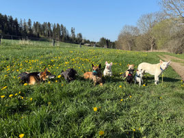 Hundeschule Namida, Hund