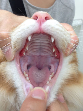 猫 歯茎 白い