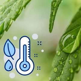 Luftfeuchtigkeit bei Autoflowering Cannabis im Freien